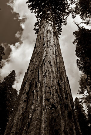 sequoiabw